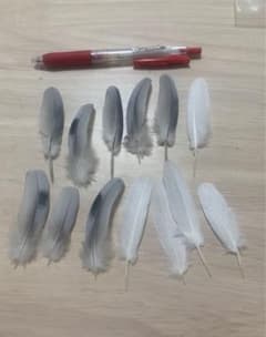 小さい羽根　5枚〜のサムネイル