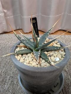 アガベ ユタエンシス エボリスピナ 鉢植えのサムネイル