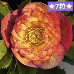 ❤️94❤️⭐️クリスマスローズ⭐️自然交配種子⭐️ - メルカリ