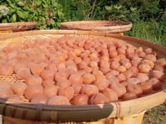 無添加梅干し　十郎梅　白干し　500gのサムネイル