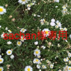 sachan様専用のサムネイル