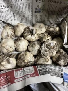 青森県産無農薬栽培土付きにんにくM〜Lサイズ（約5cm〜6cm）1kg弱のサムネイル