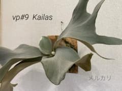 Ｐ.FSQ vp#9 Kailas `カイラス' P.FSQ vp#9 Kailas `カイラス' - メルカリ