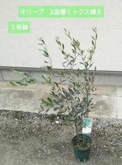 Yuu様 リクエスト 2点 まとめ商品 - メルカリ