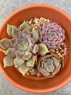 エケベリア 多肉植物 抜き苗 根無し 傷ありのサムネイル
