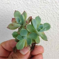 多肉植物，七福美尼。のサムネイル