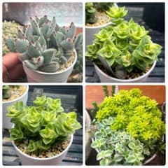 南十字星 月兎耳 セダム 寄せ植えセット - メルカリ