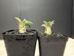 パキポディウム ナマクアナム 2株セット 塊根植物 実生株 - メルカリ