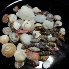 小さい貝殻20グラムのサムネイル