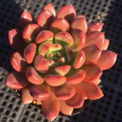 *多肉植物*　グラプトベリア　ピンクルルビー　抜き苗のサムネイル