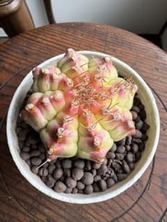Gymnocalycium cv Neon ギムノカリキウム　Neon ネオン Gymnocalycium cv Neon ギムノカリキウム Neon ネオン - メルカリ