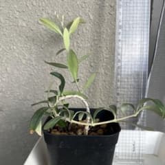 オリーブ 苗のサムネイル