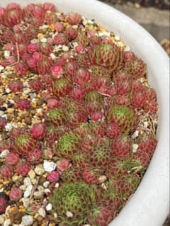 多肉植物 センペル② 10個 抜き苗 - メルカリ