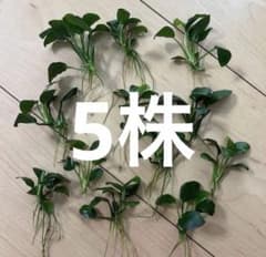 アヌビアスナナプチ　5株のサムネイル