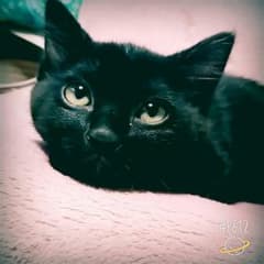 ねね男様専用のサムネイル