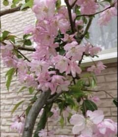 ハナカイド◯(花海堂) 1株(樹齢20年以上) ハナカイド◯(花海堂) 1株(樹齢20年以上) - メルカリ