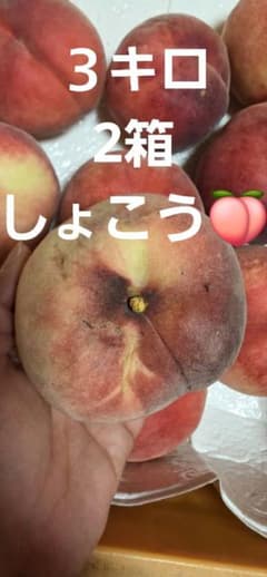 山形県産 桃 ミネラル使用 訳アリ 3キロ2箱 今日2時まで 曙紅しょこうのサムネイル