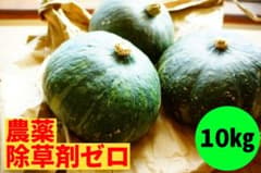 ★カボセール中★　北海道産　農薬不使用かぼちゃ[緑：グラッセ] 　10kgのサムネイル
