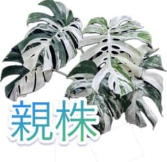 I④ 超極太茎2㎝／7節 ／新芽沢山有り／斑入り／ホワイトタイガー