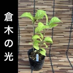 倉木の光　ポットごと　山アジサイ　紫陽花　ヤマアジサイのサムネイル