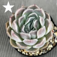 エレ丸×ラパス ぼのぼのさん苗 抜き苗 - メルカリ