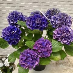 m86782014133_1.jpg?1714353549