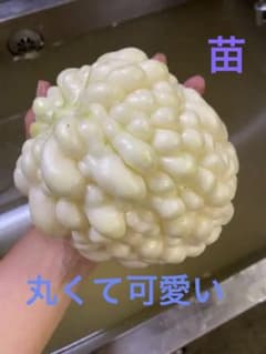 白ゴーヤ苗2個　恐竜のタマゴ・アップルゴーヤのサムネイル