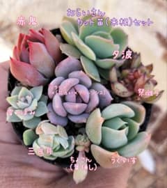 おらいさん　カット、葉挿し苗(未根、微根)　ちび苗　お楽しみオマケ付き♡のサムネイル