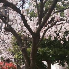 ★ふるふる様専用★のサムネイル