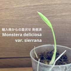 839〓特価モンステラ デリシオーサ var.シエラナ 輸入株の茎伏せ 発根