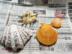 貝殻のサムネイル