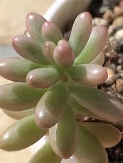 虹の玉　オーロラ抜き苗1本のサムネイル