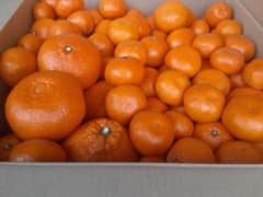 箱込8kg程度　ジュース・製菓用　温州蜜柑中心　柑橘類　愛知県産のサムネイル