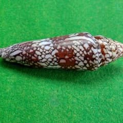 インドハデミナシ142ミリ貝殻標本のサムネイル