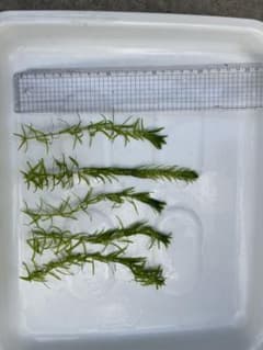 天然水草 アナカリス 15本セット 無農薬 エビ熱帯魚OKのサムネイル