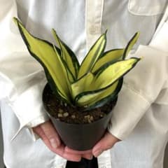 超希少❗️サンスベリア ハニー ソリッドゴールド✨ - メルカリ