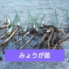 みょうがの苗 10株のサムネイル