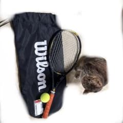テニスラケット、ボール、グリップテープ(猫は非売品)のサムネイル