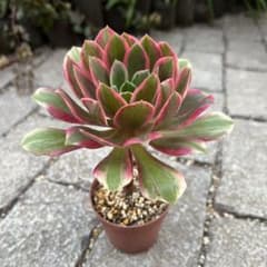 サ*ん様 多肉植物 アエオニウム 浣紗 抜き苗 ◎メルカリ便◎ - メルカリ