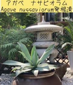 アガベ　ナサビオラム Agave nussaviorum発根済 アガベ ナサビオラム Agave nussaviorum発根済 - メルカリ