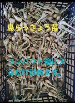 島らっきょう苗（コンパクト箱に入るだけ詰めます） - メルカリ