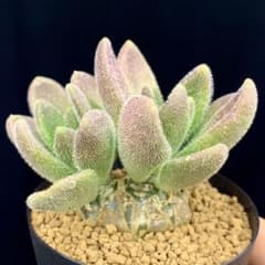 扁平しっかり塊根部！ レウコスリクス チレコドン 多肉植物 塊根植物