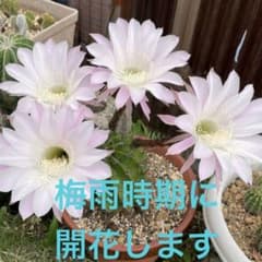 花盛丸　サボテン　子株6個付きのサムネイル