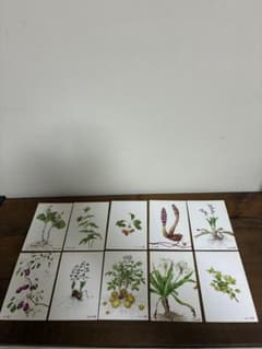 野村陽子 植物細密画 ポストカード 10枚セット ボタニカルアートのサムネイル