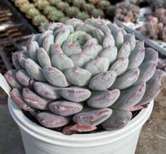 多肉植物 ホワイトパーム - メルカリ