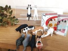 고양이 10마리