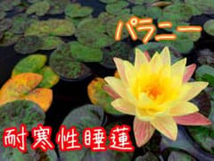睡蓮　パラニー　⑥のサムネイル