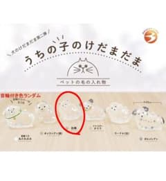 うちの子のけだまだま 白柴 ガチャのサムネイル