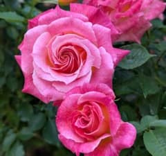バラ苗　挿木苗　ジャパネスク バラ苗 挿し木苗 シャルー ② - メルカリ