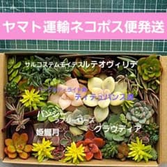 寄せ植えセット カット苗 多肉植物 多肉弁当 詰め合わせ 10/5 9時迄